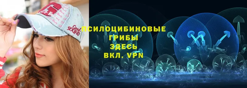 Галлюциногенные грибы Psilocybe  Ессентуки 